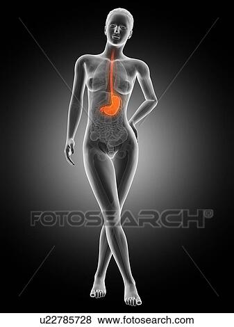 Human stomach, illustration View Large Illustration Stock Illustration - Human stomach, illustration. Fotosearch