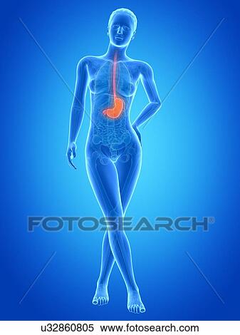 Human stomach, illustration View Large Illustration Stock Illustration - Human stomach, illustration. Fotosearch