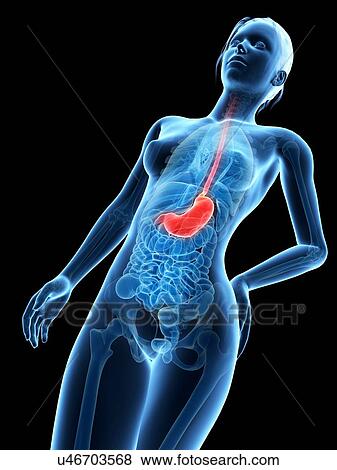 Human stomach, illustration View Large Illustration Stock Illustration - Human stomach, illustration. Fotosearch