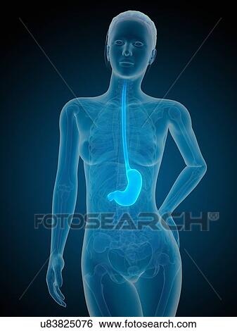 Human stomach, illustration View Large Illustration Stock Illustration - Human stomach, illustration. Fotosearch