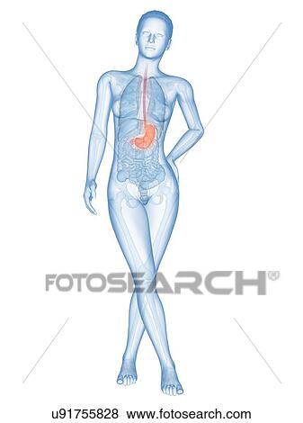 Human stomach, illustration View Large Illustration Stock Illustration - Human stomach, illustration. Fotosearch