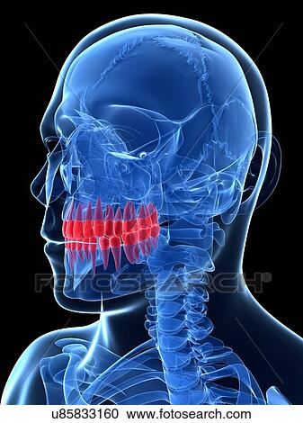 Human teeth, illustration View Large Illustration Clipart - Human teeth, illustration. Fotosearch