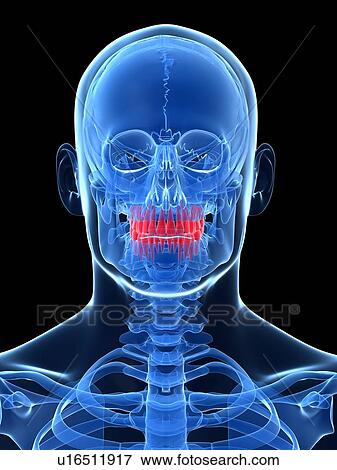Stock Illustration - Human teeth, illustration. Fotosearch