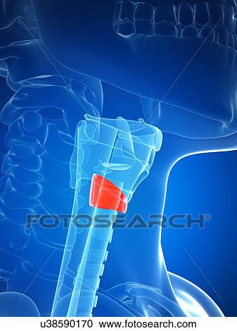 Clipart - Human thyroid, illustration. Fotosearch