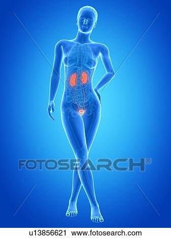 Human urinary system, illustration View Large Illustration Clip Art - Human urinary system, illustration. Fotosearch