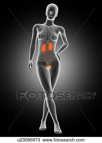 Human urinary system, illustration View Large Illustration Drawing - Human urinary system, illustration. Fotosearch