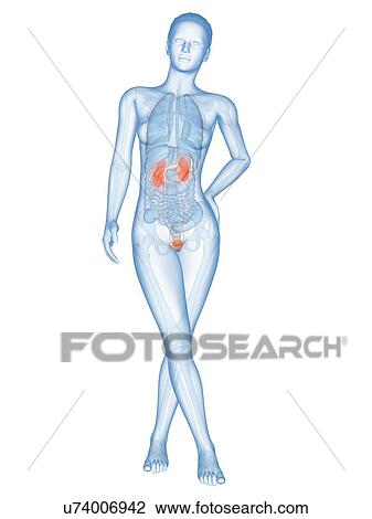 Human urinary system, illustration View Large Illustration Drawing - Human urinary system, illustration. Fotosearch