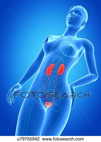 Drawing - Human urinary system, illustration. Fotosearch