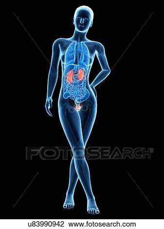 Human urinary system, illustration View Large Illustration Drawing - Human urinary system, illustration. Fotosearch
