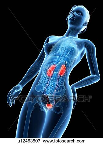 Stock Illustration - Human urinary system, illustration. Fotosearch