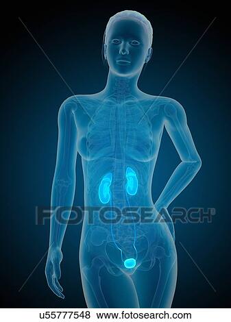 Human urinary system, illustration View Large Illustration Stock Illustration - Human urinary system, illustration. Fotosearch