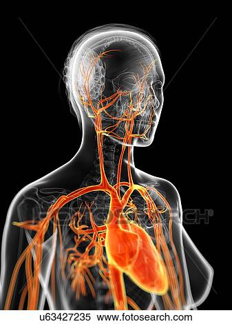 Stock Illustration - Human vascular system, illustration. Fotosearch