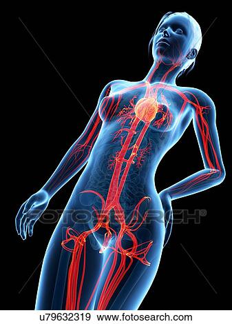 Human vascular system, illustration View Large Illustration Stock Illustration - Human vascular system, illustration. Fotosearch