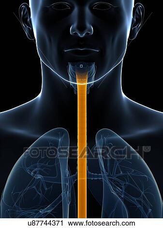 Human wind pipe, illustration View Large Illustration Clip Art - Human wind pipe, illustration. Fotosearch