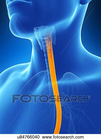 Clipart - Human wind pipe, illustration. Fotosearch