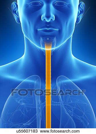 Drawing - Human wind pipe, illustration. Fotosearch