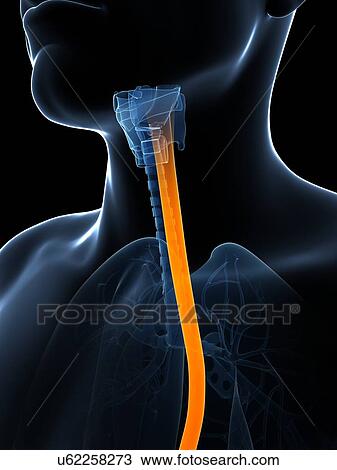 Drawing - Human wind pipe, illustration. Fotosearch