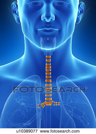 Stock Illustration - Human wind pipe, illustration. Fotosearch