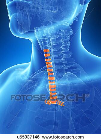 Human wind pipe, illustration View Large Illustration Stock Illustration - Human wind pipe, illustration. Fotosearch