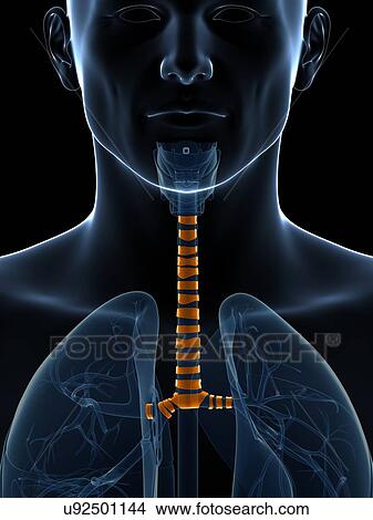 Human wind pipe, illustration View Large Illustration Stock Illustration - Human wind pipe, illustration. Fotosearch