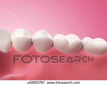 Clip Art - Lower human teeth, illustration. Fotosearch