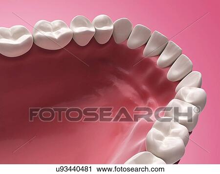 Lower human teeth, illustration View Large Illustration Clip Art - Lower human teeth, illustration. Fotosearch