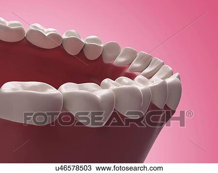 Lower human teeth, illustration View Large Illustration Drawing - Lower human teeth, illustration. Fotosearch