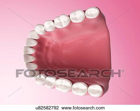 Lower human teeth, illustration View Large Illustration Drawing - Lower human teeth, illustration. Fotosearch