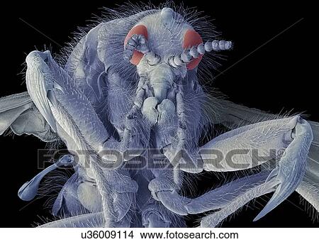 Picture - March fly, SEM. Fotosearch
