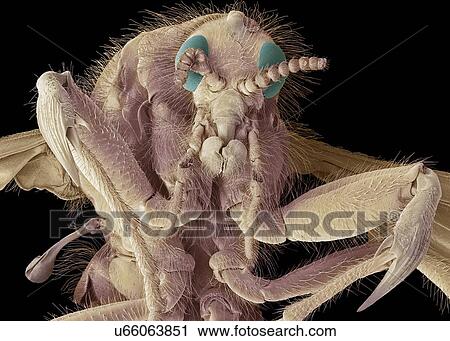 March fly, SEM View Large Photo Image Stock Image - March fly, SEM. Fotosearch