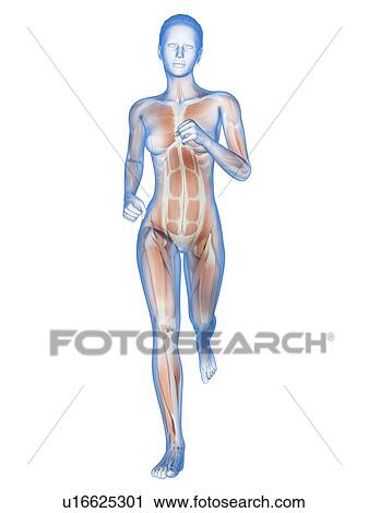 Muscular system of a runner, illustration View Large Illustration Clip Art - Muscular system of a runner, illustration. Fotosearch