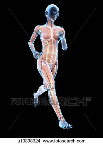 Muscular system of a runner, illustration View Large Illustration Stock Illustration - Muscular system of a runner, illustration. Fotosearch