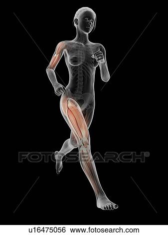 Stock Illustration - Muscular system of a runner, illustration. Fotosearch