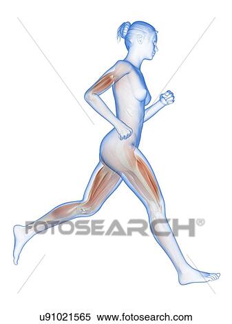 Stock Illustration - Muscular system of a runner, illustration. Fotosearch