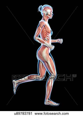 Clip Art - Muscular system of runner, illustration. Fotosearch