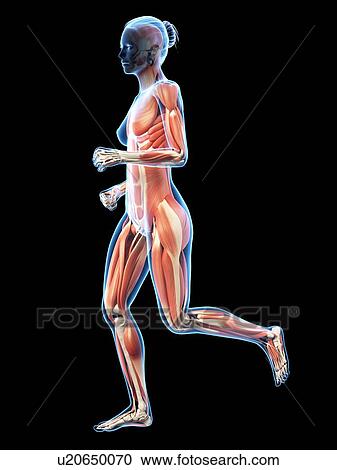 Clipart - Muscular system of runner, illustration. Fotosearch