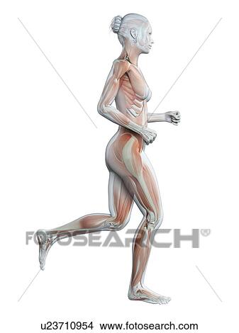 Muscular system of runner, illustration View Large Illustration Stock Illustration - Muscular system of runner, illustration. Fotosearch