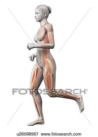 Muscular system of runner, illustration View Large Illustration Stock Illustration - Muscular system of runner, illustration. Fotosearch