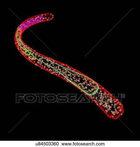 Nematode worm, illustration View Large Illustration Clipart - Nematode worm, illustration. Fotosearch