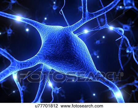 Drawing - Nerve cell, illustration. Fotosearch
