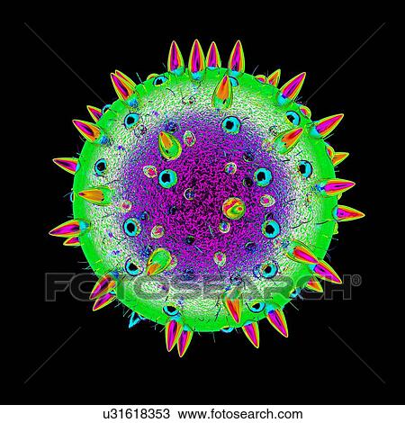 Pollen grain, illustration View Large Illustration Drawing - Pollen grain, illustration. Fotosearch