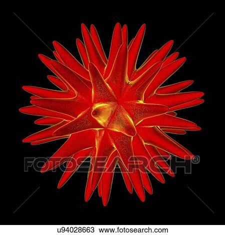 Drawing - Pollen grain, illustration. Fotosearch