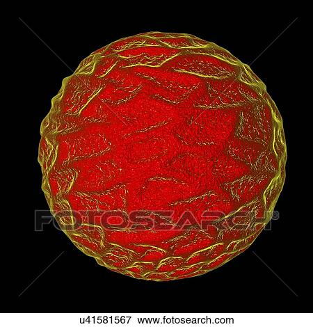 Pollen grain, illustration View Large Illustration Stock Illustration - Pollen grain, illustration. Fotosearch