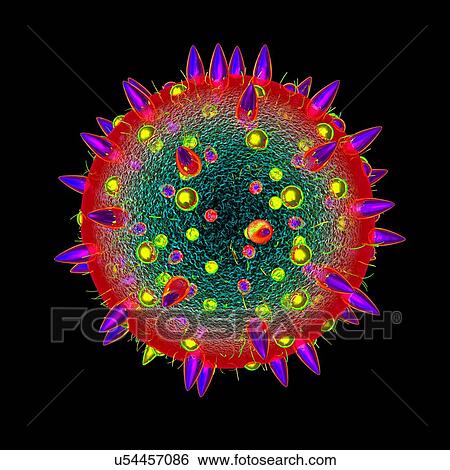 Stock Illustration - Pollen grain, illustration. Fotosearch