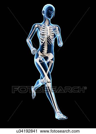 Clip Art - Skeletal system of a runner, illustration. Fotosearch