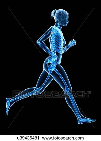 Clip Art - Skeletal system of a runner, illustration. Fotosearch