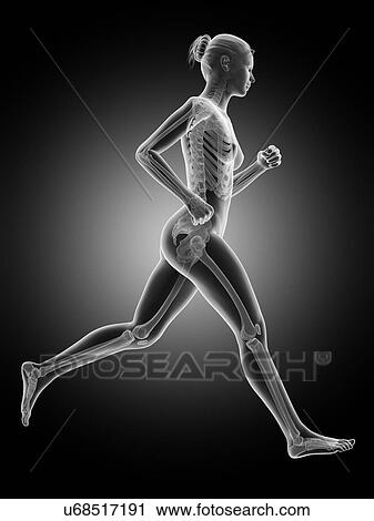 Skeletal system of a runner, illustration View Large Illustration Clip Art - Skeletal system of a runner, illustration. Fotosearch