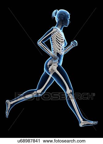 Clip Art - Skeletal system of a runner, illustration. Fotosearch