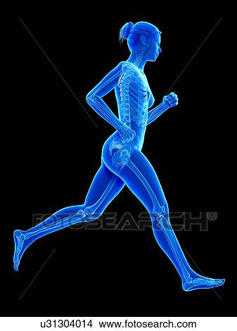 Skeletal system of a runner, illustration View Large Illustration Stock Illustration - Skeletal system of a runner, illustration. Fotosearch