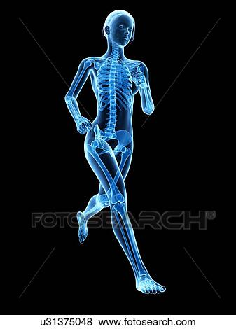 Skeletal system of a runner, illustration View Large Illustration Stock Illustration - Skeletal system of a runner, illustration. Fotosearch